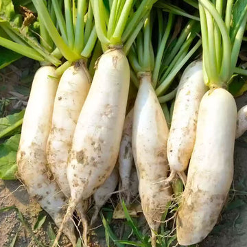 Weiß Radish Samen for Gemüse Planting