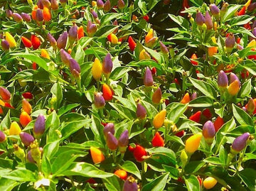 Rainbow bell pepper samen für home gardens