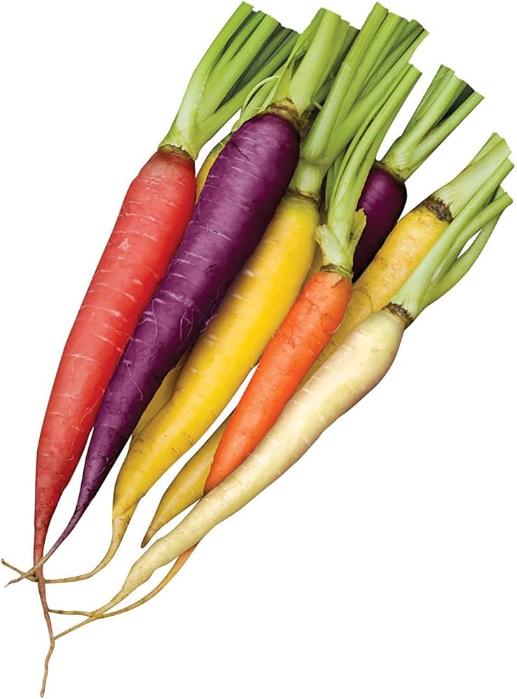 Mature rainbow carrot pflanzen in garten or raised bed