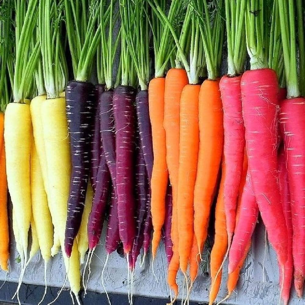 Healthy rainbow carrot seedlings ready für transplanting