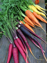 Rainbow carrot samen (daucus carota) für salad garten and kitchen patch aussaat