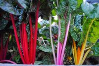 Mixed Swiss Chard Planting Samen for Your Garden