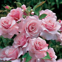 Rainbow potted rose blume samen in pale rosa for colorful environments