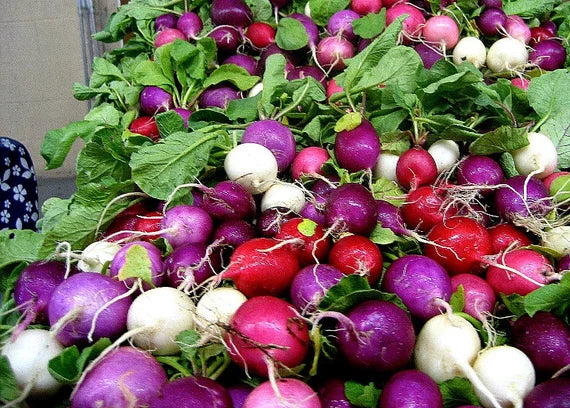 Aussaat guide für rainbow radish samen