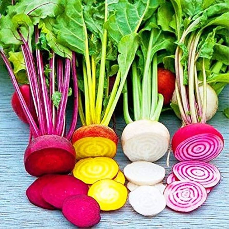 Rainbow radish samen für aussaat