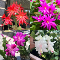 Rainbow schlumbergera zygocactus samen for anpflanzung