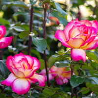 Sorbet Roses Floribunda Blumensamen zur Aussaat Bestäuber freundlich Traditionssorte & ohne Gentechnik Samen Hausgarten