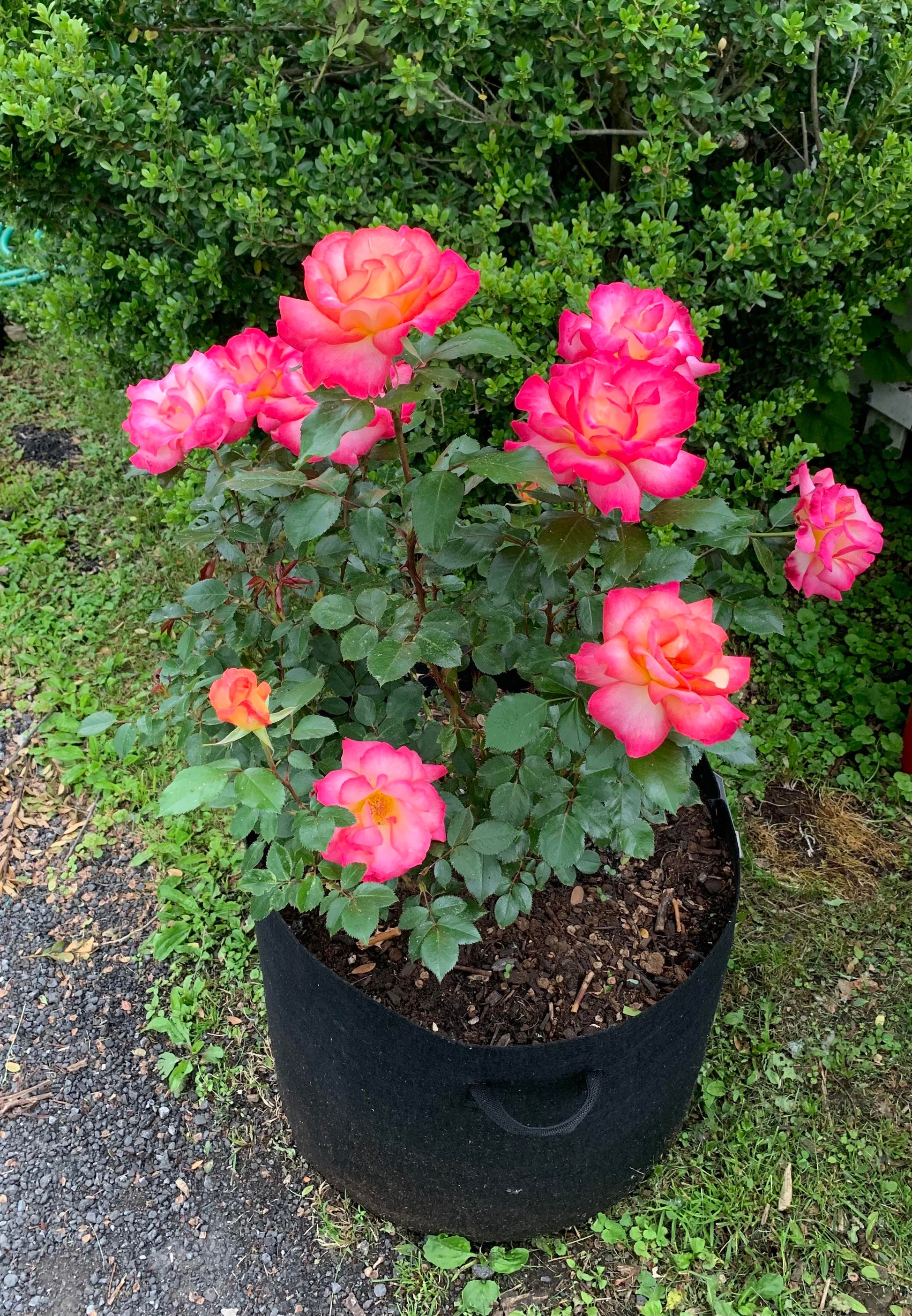 Sorbet Roses Blume Samen zur Aussaat Floribunda
