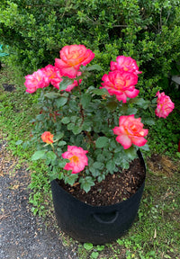 Sorbet Roses Blume Samen zur Aussaat Floribunda