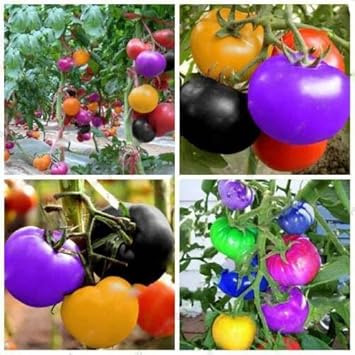 Rainbow tomato samen für aussaat