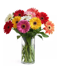 Gerbera blume samen anpflanzung pack