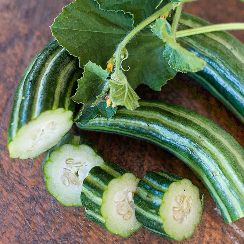 Armenian cucumbers wachsend in raised bed
