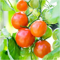 Cherry tomatoes wachsend in raised bed