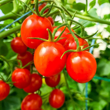 German tomatoes wachsend in raised bed