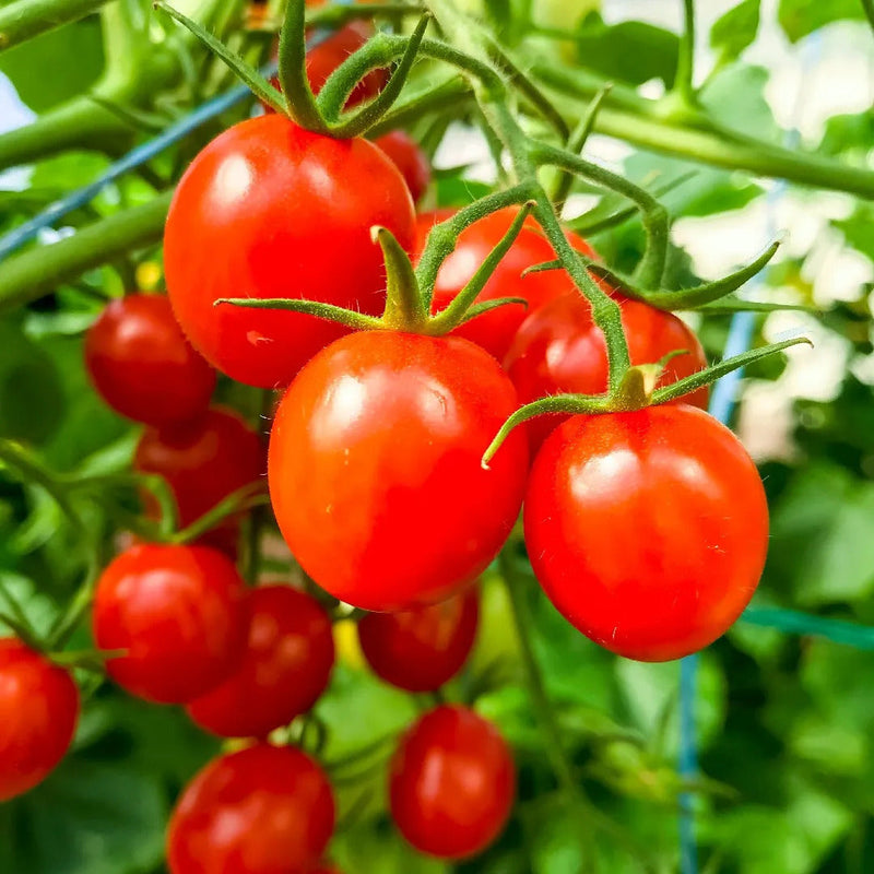 German tomatoes wachsend in raised bed