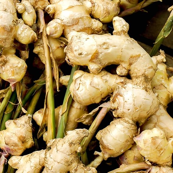 Ginger rhizomes wachsend in raised bed