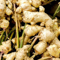 Ginger rhizomes wachsend in raised bed