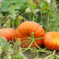 Pumpkins wachsend in raised bed
