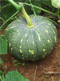Rican pumpkins wachsend in raised bed
