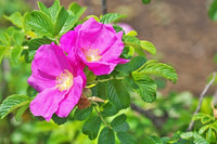 Rosa Rugosa Blumensamen zur Aussaat leuchtend Blüten Traditionssorte & ohne Gentechnik Samen Hausgarten