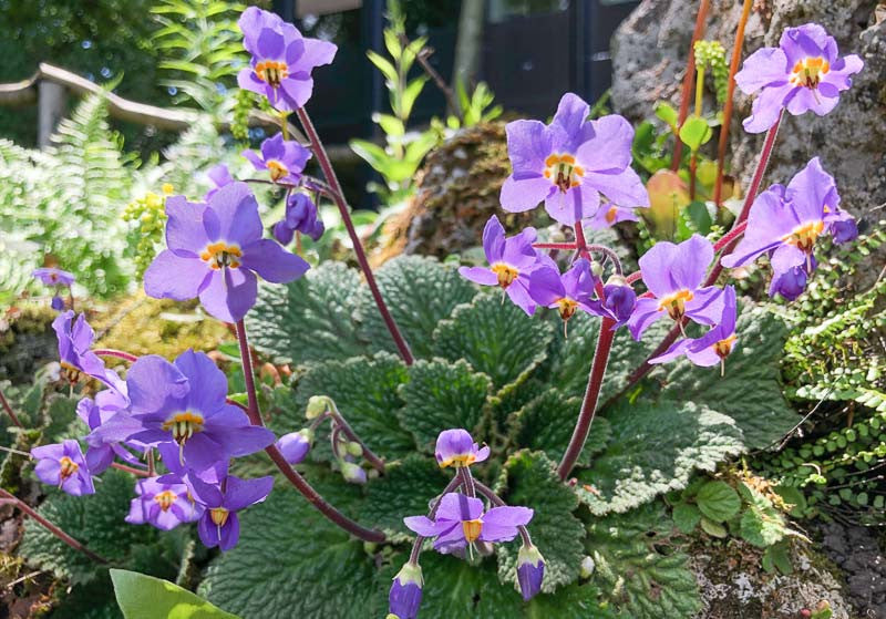 Ramonda Myconi Blumensamen zur Aussaat – pflegeleicht – Traditionssorte & ohne Gentechnik Samen Hausgarten