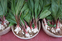 Ramp Wild Leek Allium tricoccum Kraut vegetable Samen for Aussaat