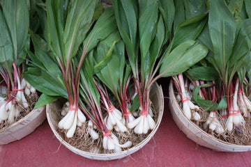 Ramp Wild Leek Allium tricoccum Kraut vegetable Samen for Aussaat