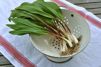 White flowering Wild Leek Ramp Kraut in bloom