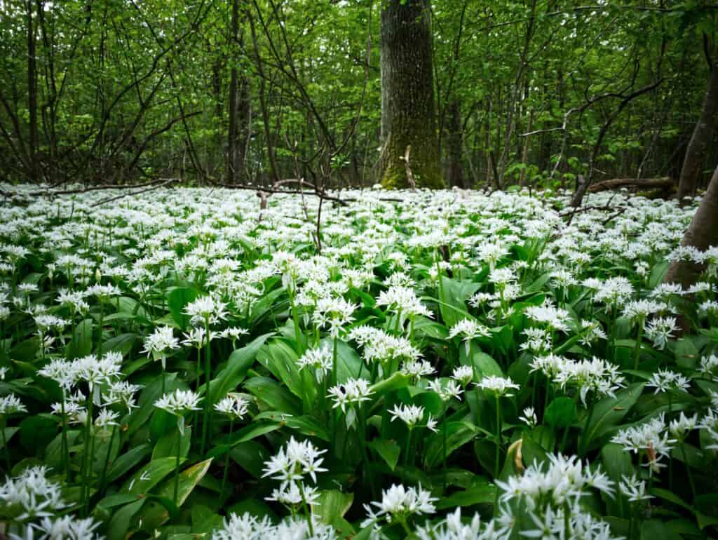 Ramsons Allium Ursinum Seedlings Sprouting in Garten Pots