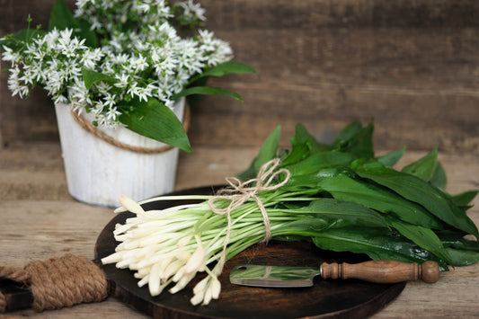 Ramsons Samen Allium Ursinum Wild Bear Garlic White Blumen