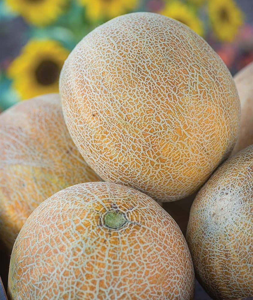 Rannya melon samen für süße garten melons