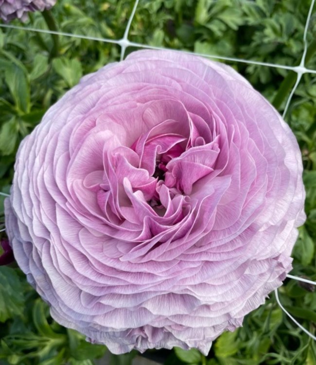 Weiß Lila Ranunculus Blumensamen zur Aussaat – Schnitt Blume beliebt – Traditionssorte & ohne Gentechnik Samen Hausgarten