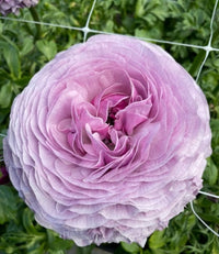 Weiß Lila Ranunculus Blumensamen zur Aussaat – Schnitt Blume beliebt – Traditionssorte & ohne Gentechnik Samen Hausgarten