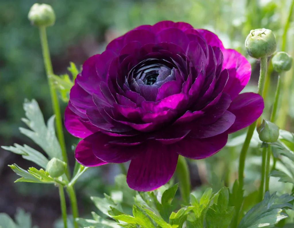 Violet ranunculus blume samen for anpflanzung drought tolerant heirloom & gmo free samen for home garten 
 
 sale for anpflanzung in home garten