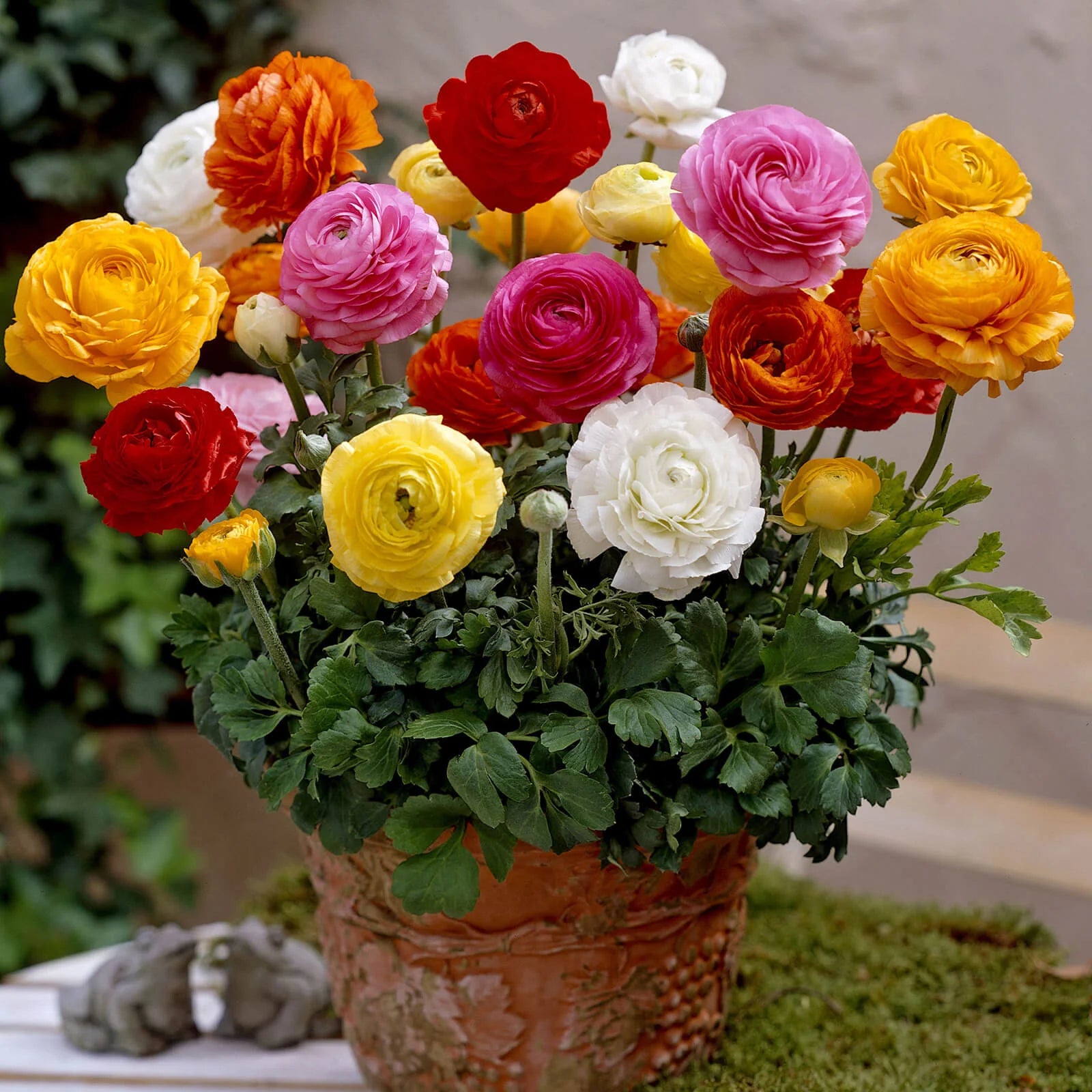 Ranunculus Blumensamen zur Aussaat – Wildblume Mischung – Traditionssorte & ohne Gentechnik Samen Hausgarten