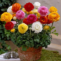 Ranunculus Blumensamen zur Aussaat – Wildblume Mischung – Traditionssorte & ohne Gentechnik Samen Hausgarten
