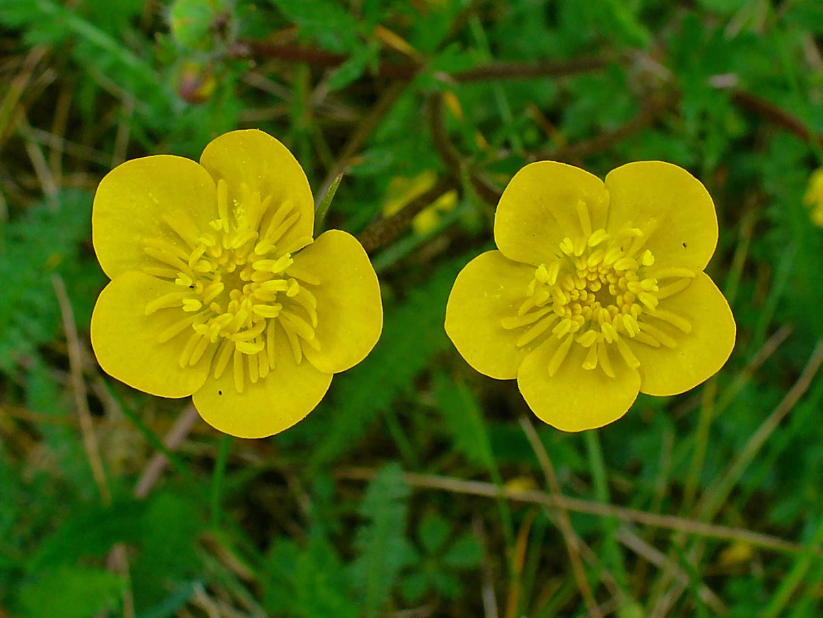 Meadow (meadow buttercup) samen for anpflanzung in home garten