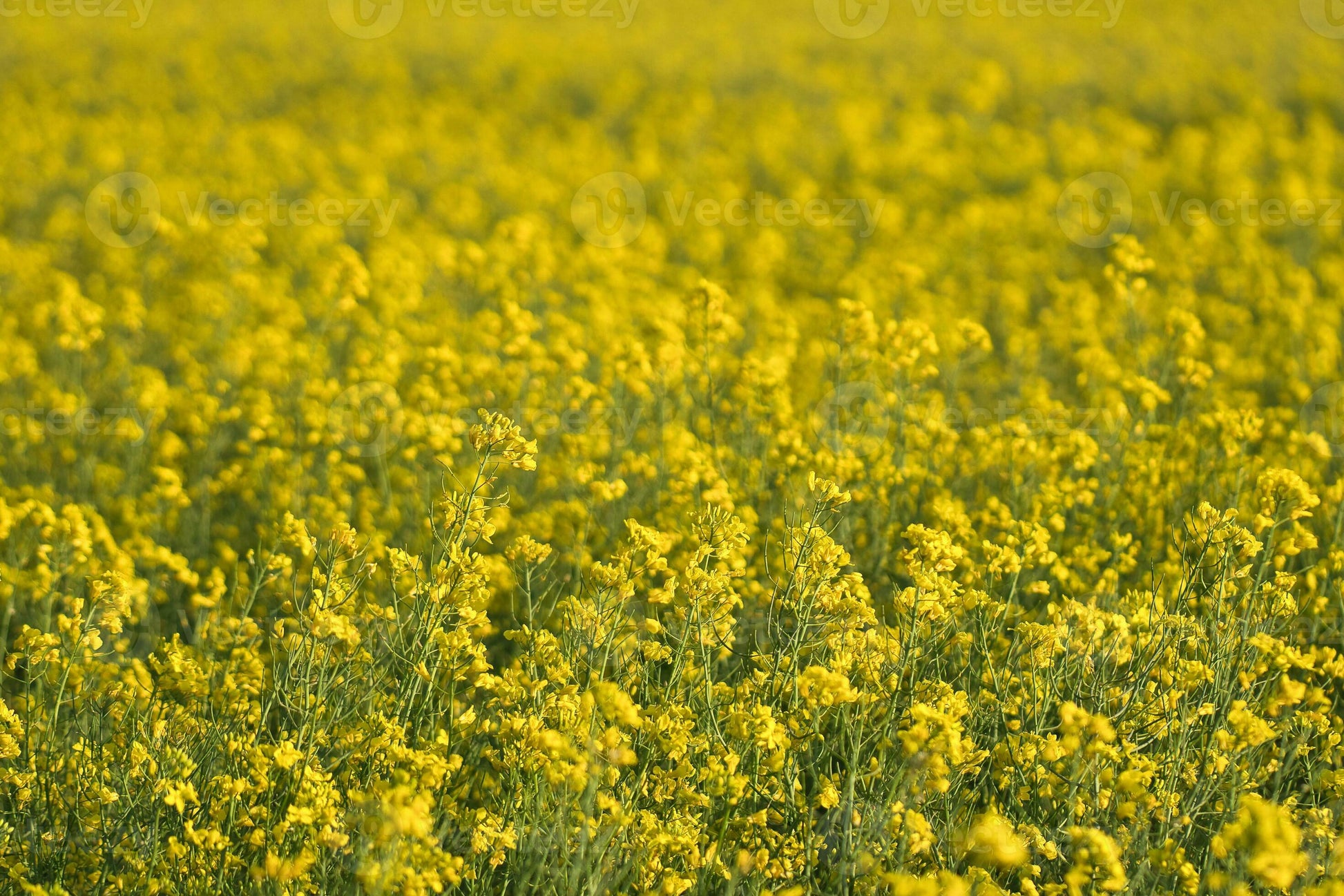 Gelb Edible Rape Blumensamen zur Aussaat