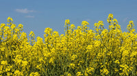 Gelb Edible Rape Blumensamen zur Aussaat – leuchtend Blüten – Traditionssorte & ohne Gentechnik Samen Hausgarten