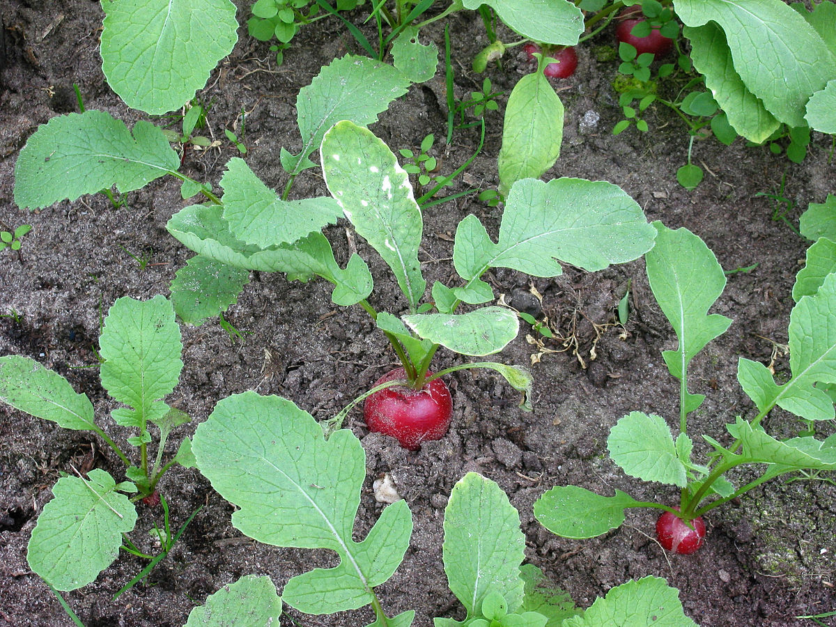 Non-gmo raphanus sativus samen für gemüse aussaat