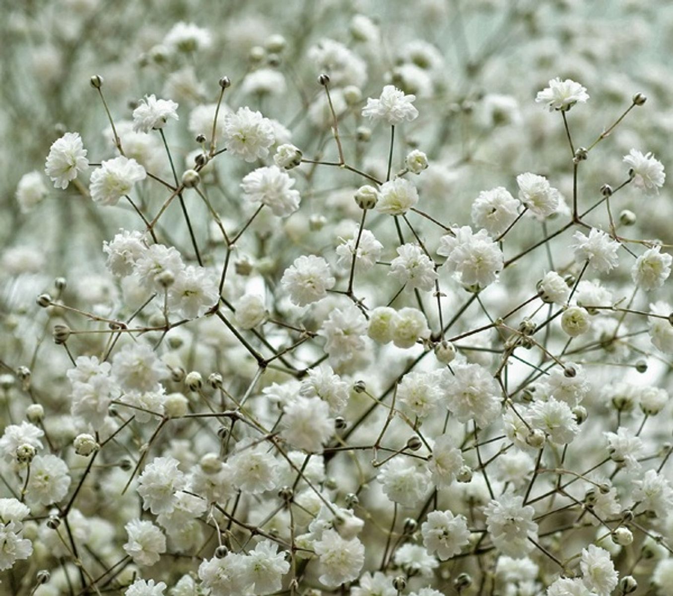 Traditionssorte Gypsophila Paniculata Blumensamen zur Aussaat lang Blüte Saison Traditionssorte & ohne Gentechnik Samen Hausgarten