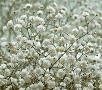 Traditionssorte Gypsophila Paniculata Blumensamen zur Aussaat lang Blüte Saison Traditionssorte & ohne Gentechnik Samen Hausgarten