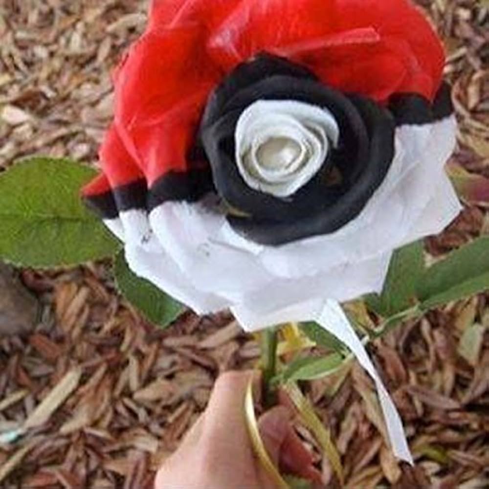 Rare schwarz pearl rose samen for home gardening