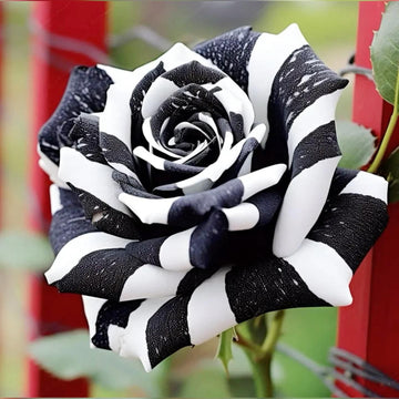 Rare schwarz & weiß rose samen for anpflanzung