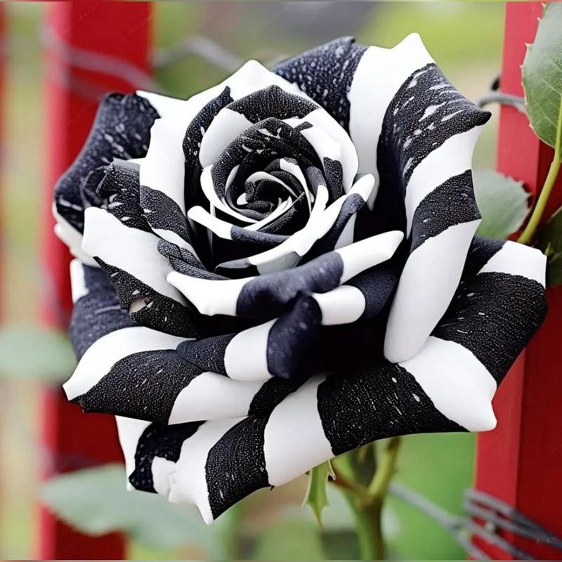 Rare schwarz & weiß rose samen for anpflanzung