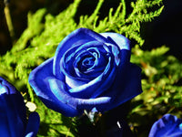 Rare blau rose blume samen for vibrant gardens
