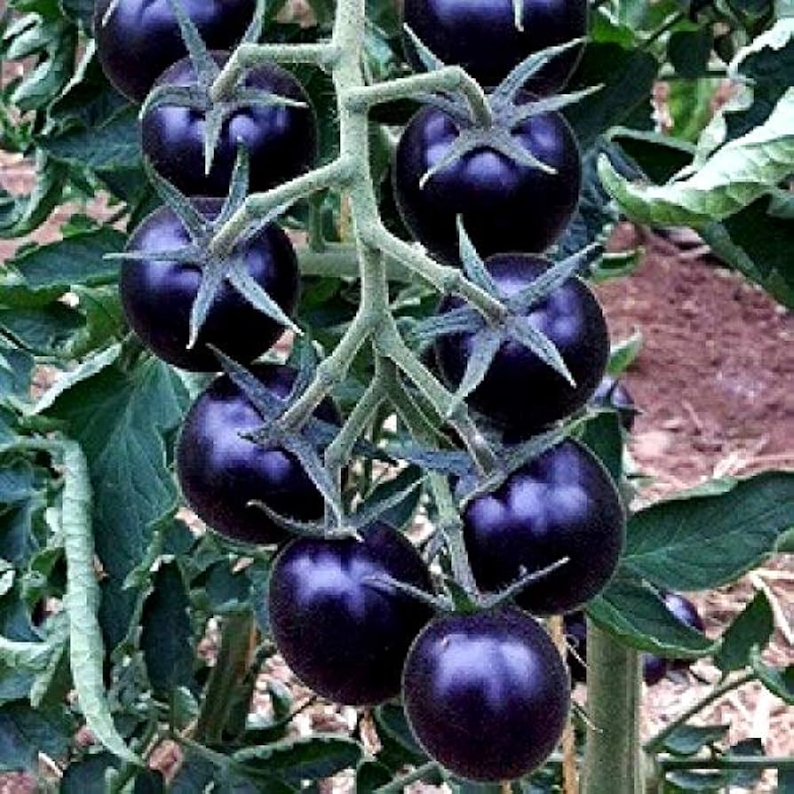 Rare blue tomato variety wachsend in garten bed