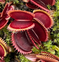 Rare Red Venus Flytrap carnivorous display Pflanze