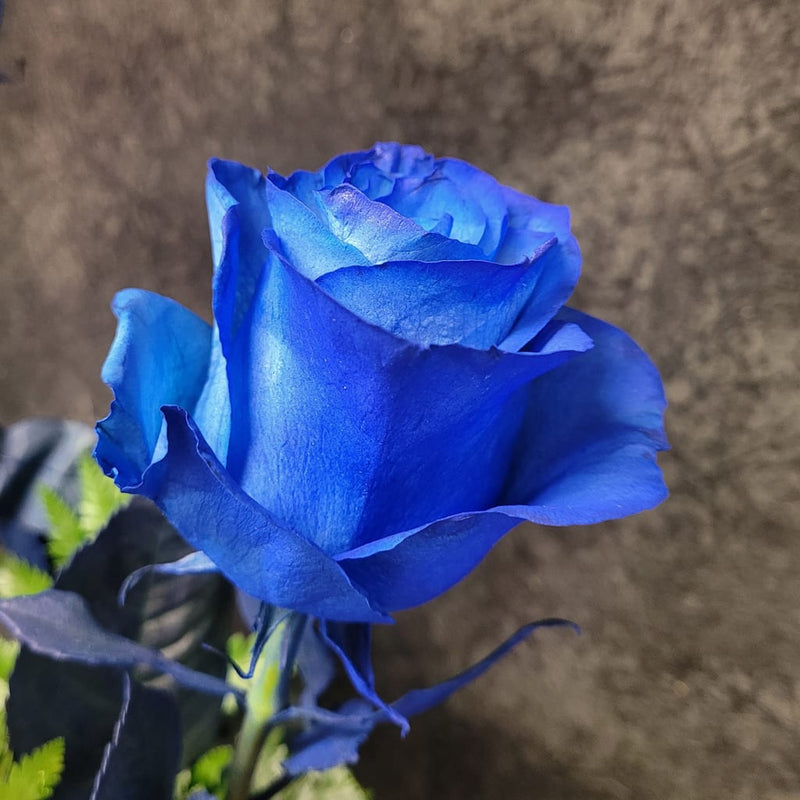 Rare dark blau rose samen for anpflanzung and gardening