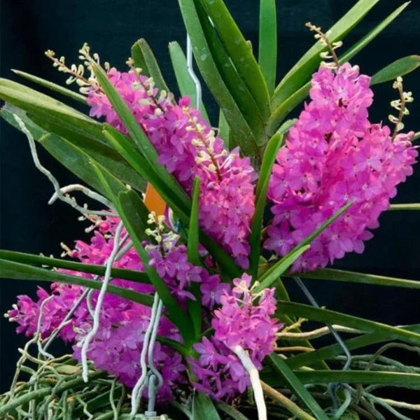 klein Rosa Ascocentrum Ampullaceum Samen zur Aussaat